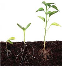 Urban Gardening Soil & Roots